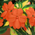 Impatiens, Sunpatiens Vigorous Tropical Orange Improved