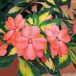 Impatiens, Sunpatiens Vigorous Tropical Salmon