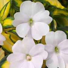 Impatiens, Sunpatiens Vigorous Tropical White