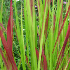 Imperata koenigii ‘Red Baron’
