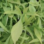Ipomoea batatas Emerald Lace