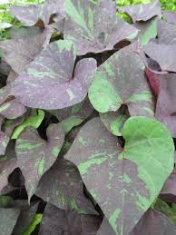 Ipomoea batatas Kelly Ray