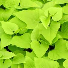 Ipomoea batatas Margarite