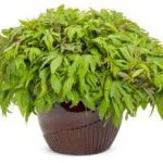 Ipomoea batatas Medusa