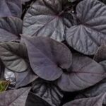 Ipomoea batatas Sweet Georgia Black Maple