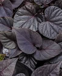 Ipomoea batatas Sweet Georgia Black Maple