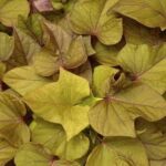 Ipomoea batatas Sweet Georgia Bronze