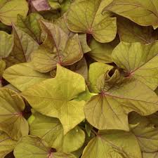 Ipomoea batatas Sweet Georgia Bronze