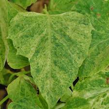 Ipomoea batatas Sweet Georgia Green Splash