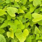 Ipomoea batatas Sweet Georgia Heart Light Green