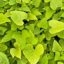 Ipomoea batatas Sweet Georgia Heart Light Green