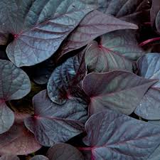 Ipomoea batatas Sweet Georgia Heart Purple