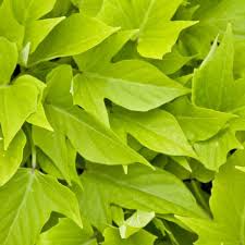 Ipomoea batatas Sweet Georgia Light Green
