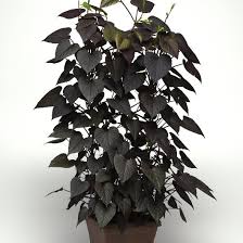 Ipomoea batatas Tower Black