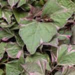 Ipomoea batatas Tricolor