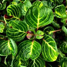 Iresine Variegated 2