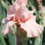 Iris Beverly Stills