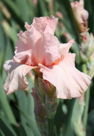 Iris Beverly Stills