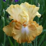 Iris Honeycomb