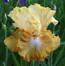 Iris Honeycomb