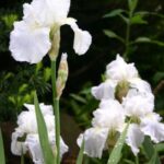 Iris Immortality