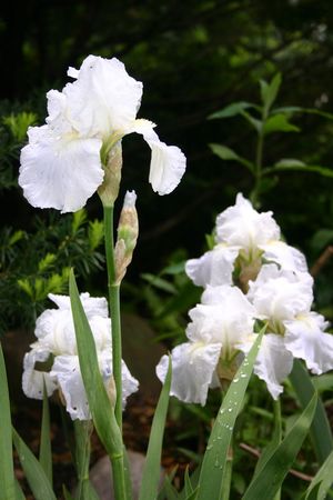 Iris Immortality