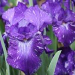 Iris Batik