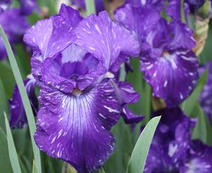 Iris germanica Batik