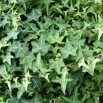 Ivy Pittsburgh
