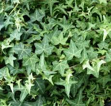 Ivy Pittsburgh