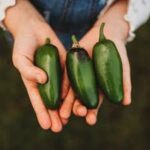 Hot Pepper Jalapeno Gigantia (Single)
