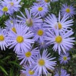 Kalimeris incisa Blue Star