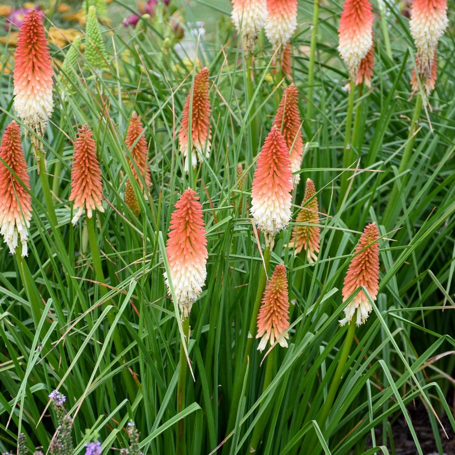 Kniphofia High Roller