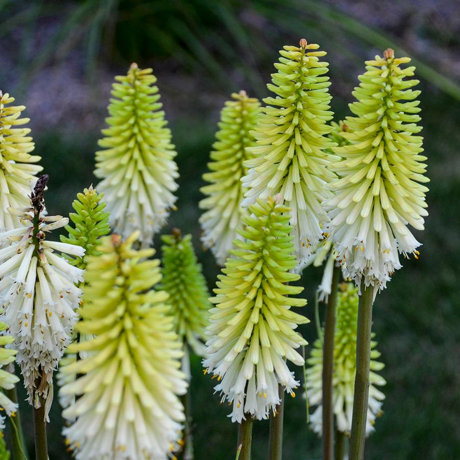 Kniphofia Lady Luck
