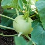 Kohlrabi Grand Duke (4 Pack)
