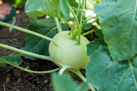 Kohlrabi Grand Duke