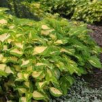 Coleus Kong Jr Lime Vein