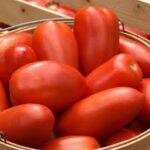 Tomato Paste LaRoma IV (4 Pack)