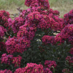 Lagerstroemia Barista Lava Java