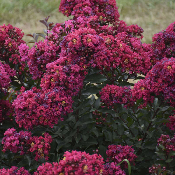 Lagerstroemia