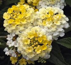 Lantana Bandana Lemon Zest