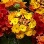 Lantana Bandana Mango