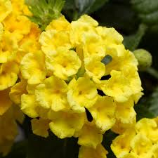 Lantana Bandana Yellow
