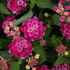 Lantana Bandolero Lychee