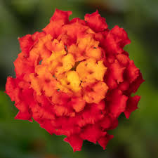 Lantana Bandolista Red Chili