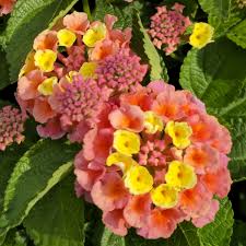 Lantana Bloomify Mango