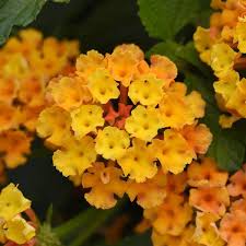 Lantana Bloomify Orange