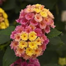 Lantana Bloomify Pink
