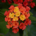 Lantana Bloomify Red