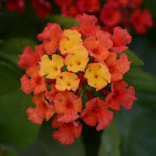 Lantana Bloomify Red